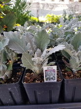 Load image into Gallery viewer, Dusty Miller- Cineraria P - Silverdust