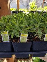 Load image into Gallery viewer, Euphorbia - ASCOT RAINBOW