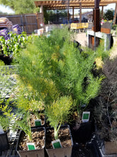 Load image into Gallery viewer, Foeniculum vulgare - 'Florence Fennel'