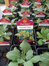 Load image into Gallery viewer, Berlandeira lyrata - Chocolate Flower