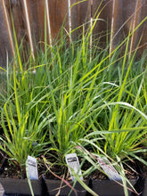 Load image into Gallery viewer, Eragrostis trichodes - Sand Lovegrass