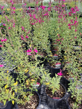 Load image into Gallery viewer, Salvia lemmonii - Lemon's Sage