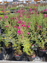 Load image into Gallery viewer, Salvia lemmonii - Lemon's Sage