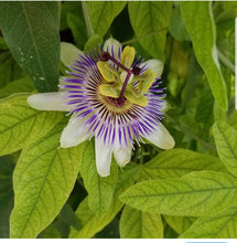 Load image into Gallery viewer, Passiflora caerulea - Blue Passion Flower