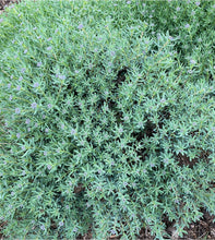 Load image into Gallery viewer, Aethionema schistosum FRAGRANT PERSIAN ROCKCRESS
