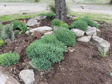 Load image into Gallery viewer, Aethionema schistosum - Fragrant Persian Rockress