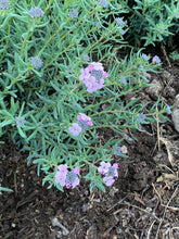 Load image into Gallery viewer, Aethionema schistosum - Fragrant Persian Rockress