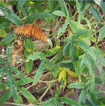 Load image into Gallery viewer, Passiflora caerulea - Blue Passion Flower