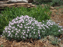 Load image into Gallery viewer, Aethionema schistosum FRAGRANT PERSIAN ROCKCRESS
