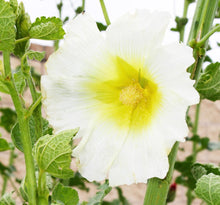 Load image into Gallery viewer, Alcea rosea - HOLLYHOCK HALO SERIES WHITE