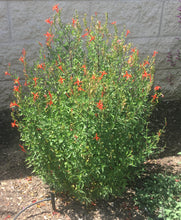 Load image into Gallery viewer, Anisacanthus quadrifidus v. wrightii