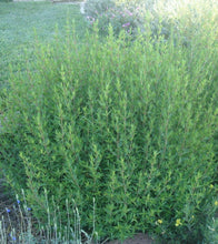 Load image into Gallery viewer, Anisacanthus quadrifidus v. wrightii