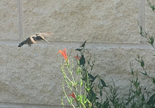 Load image into Gallery viewer, Anisacanthus quadrifidus v. wrightii