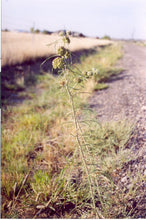 Load image into Gallery viewer, Asclepias engelmanniana - Narrow-Leaved Milkweed