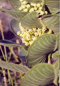 Asclepias latifolia - Broad-leafed milkweed