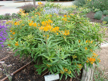 Load image into Gallery viewer, Asclepias tuberosa - Butterfly Weed - Wild Orange Type