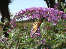 Load image into Gallery viewer, Buddleia davidii - Beary Lavender Butterfly Bush