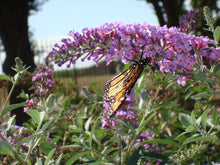 Load image into Gallery viewer, Buddleia davidii - BUTTERFLY BUSH
