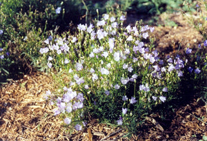 Campanula rotundifolia Olympica - BLUEBELLS