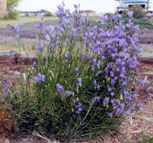 Load image into Gallery viewer, Campanula rotundifolia ‘Olympica’ - Bluebells