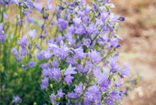 Load image into Gallery viewer, Campanula rotundifolia ‘Olympica’ - Bluebells