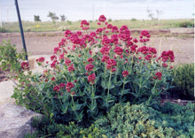 Load image into Gallery viewer, Centranthus ruber coccineus - Red Jupiters Beard