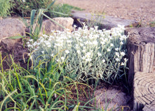 Load image into Gallery viewer, Cerastium tomentosum - Snow in Summer