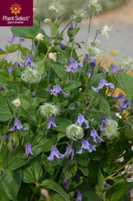Load image into Gallery viewer, Clematis integrifolia 'Harlan'- Bush Clematis Mongolian Bells