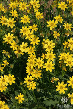 Load image into Gallery viewer, Engelmannia perisetenia - Englemann Daisy