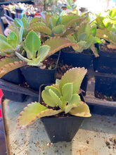Load image into Gallery viewer, Kalanchoe daigremontiana - Mother of Thousands

