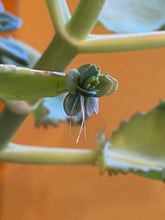 Load image into Gallery viewer, Kalanchoe daigremontiana - Mother of Thousands
