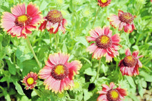Load image into Gallery viewer, Gaillardia aristata - Burgandy