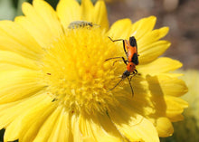 Load image into Gallery viewer, Gaillardia x grandiflora - Mesa Yellow