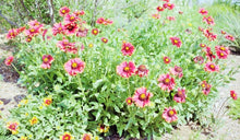 Load image into Gallery viewer, Gaillardia aristata - Burgandy