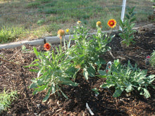 Load image into Gallery viewer, Gaillardia aristata - Tokajer
