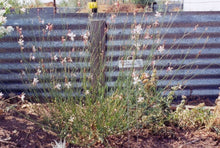 Load image into Gallery viewer, Gaura lindheimeri - The Bride