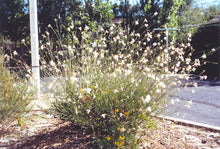 Load image into Gallery viewer, Gaura lindheimeri - The Bride