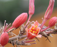Load image into Gallery viewer, Hesperaloe parviflora - Red Yucca