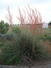 Load image into Gallery viewer, Hesperaloe parviflora - Red Yucca