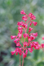 Load image into Gallery viewer, Heuchera sanguinea - Coral Bells 'Firefly Splendor'