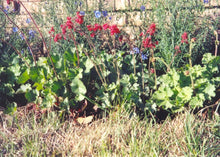 Load image into Gallery viewer, Heuchera sanguinea - Coral Bells 'Firefly Splendor'