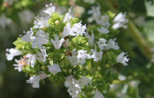 Load image into Gallery viewer, Passiflora caerulea - Blue Passion Flower