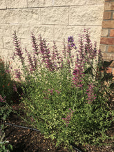 Load image into Gallery viewer, Agastache cana - Double Bubble