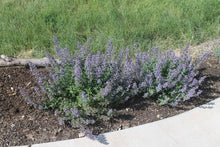 Load image into Gallery viewer, Nepeta - Junior Walker