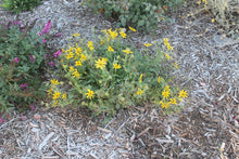 Load image into Gallery viewer, Engelmannia perisetenia - Englemann Daisy