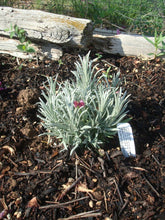 Load image into Gallery viewer, Lavandula angustifolia - Ellagance Purple Lavender