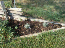 Load image into Gallery viewer, Lavandula angustifolia - Ellagance Purple Lavender