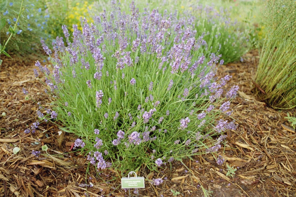 blue cushion lavender plants Lavandula angustifolia