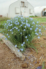 Load image into Gallery viewer, Linum perenne lewisii - Blue Flax