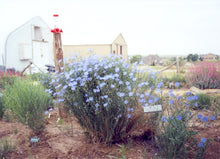 Load image into Gallery viewer, Linum perenne lewisii - Blue Flax
